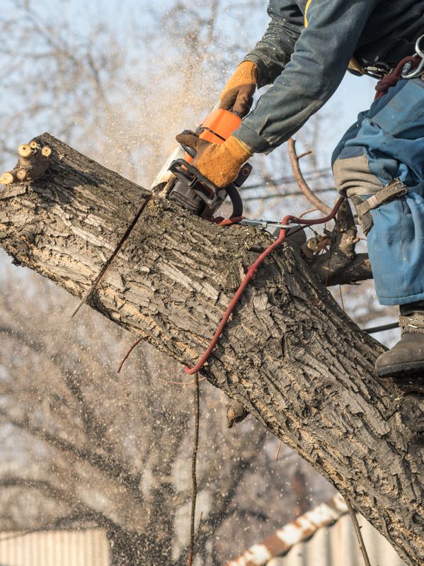 Abattage arbres sécurisé Ruffec