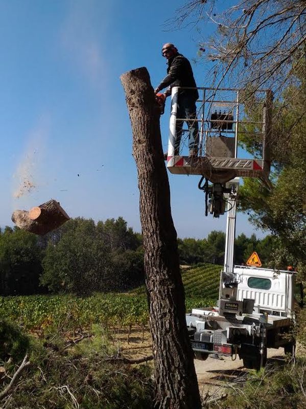 Élagage arbres sécurisé Ruffec