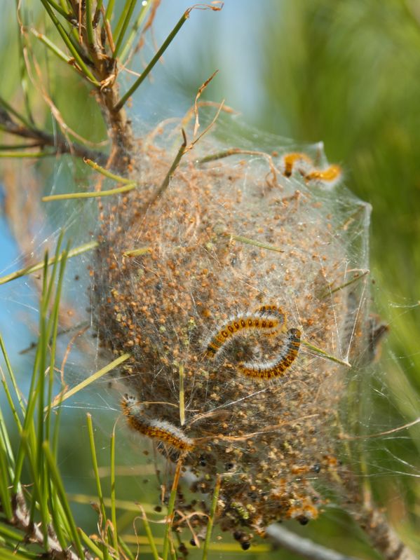 Enlèvement nids chenilles Ruffec